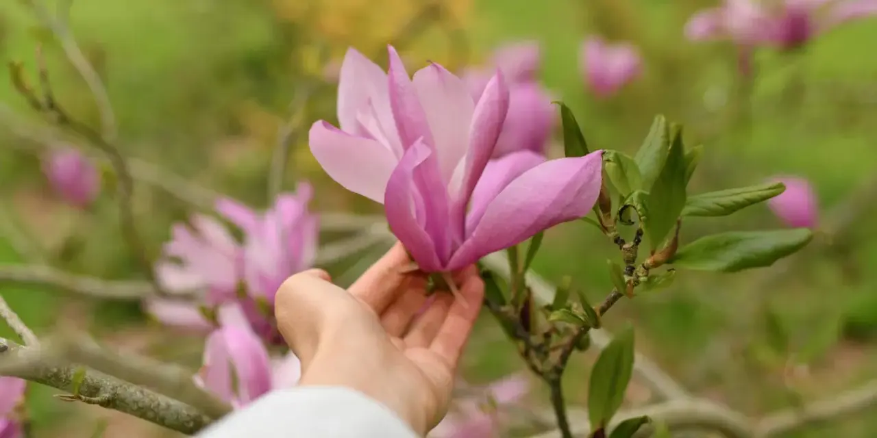 Delikatna dłoń dotyka różowej magnolii. Wiosna to idealny czas, kiedy sadzić magnolie, by cieszyć się ich pięknem.