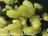 Młode przyrosty **świerku Maigold** lśnią jasnozielonym kolorem, ozdobione kroplami rosy.