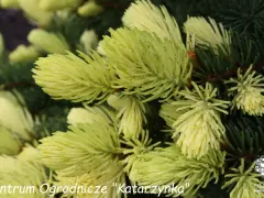 Młode przyrosty **świerku Maigold** lśnią jasnozielonym kolorem, ozdobione kroplami rosy.