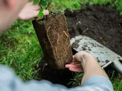 Sadzenie agrestu: ręce trzymają bryłę korzeniową młodej rośliny, gotową do umieszczenia w ziemi. Idealny czas na sadzenie agrestu to wiosna lub jesień.