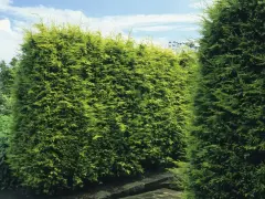 Gęsty, zielony cyprys na żywopłot tworzy naturalną barierę w ogrodzie.