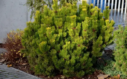Gęsty krzew sosny odmiany Pinus mugo 'Mops' z licznymi szyszkami, otoczony korą i kamieniami.