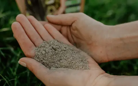 Dłonie trzymają drobny, szary proszek – mączka bazaltowa, naturalny nawóz dla roślin, gotowy do użycia w ogrodzie.