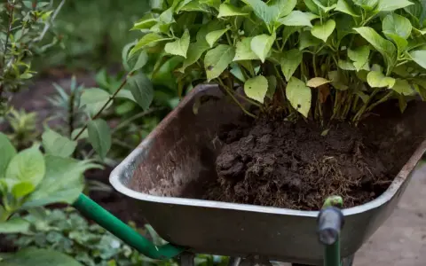 Hortensja z bryłą korzeniową w taczce, gotowa do przesadzania.