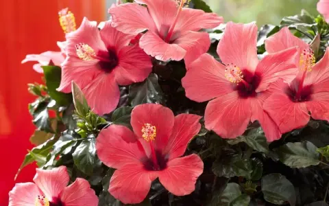 Piękny, kwitnący hibiskus w doniczce, z licznymi, łososiowymi kwiatami i ciemnozielonymi liśćmi.