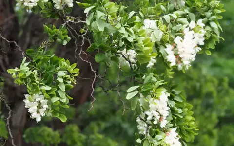 Gałęzie robinia biała obsypane białymi kwiatami i zielonymi liśćmi.
