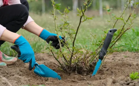 Ręce w niebieskich rękawiczkach wykonują przesadzanie róż. Jedna ręka trzyma łopatkę, druga delikatnie przytrzymuje krzew.