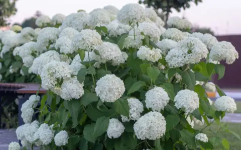 Krzew pełen białych, kulistych kwiatów, typowych dla odmiany hortensji anabelle.