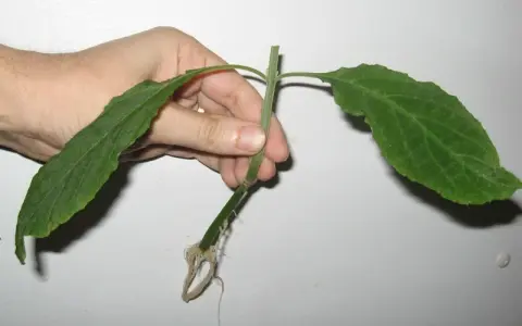 Dłoń trzyma pęd hibiskusa z widocznymi korzeniami, gotowy do ukorzeniania w wodzie.