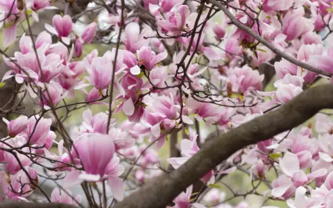 Kwiaty magnolii przed domem, delikatne płatki w odcieniach różu i bieli tworzą wiosenną dekorację.