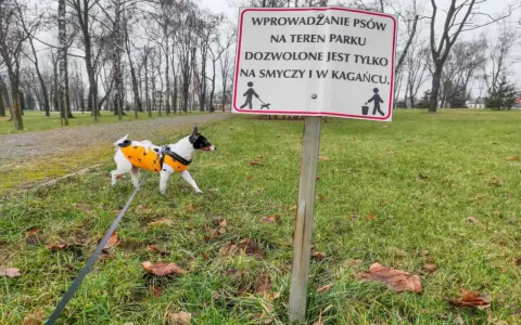 Czy pies może sikać na trawniku? Sprawdź skutki i zasady.