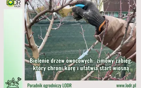 Rękawica w białej farbie maluje pień drzewa. Bielenie drzew owocowych to zimowy zabieg ochronny.