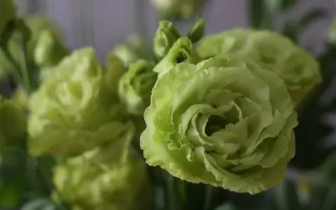 Czy eustoma zimuje w gruncie? Sprawdź, co musisz wiedzieć!