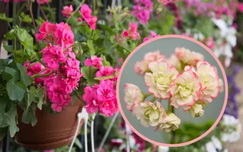 Różowa pelargonia rosebud astrid w doniczce, obok zbliżenie na jej kremowo-różowe kwiaty.