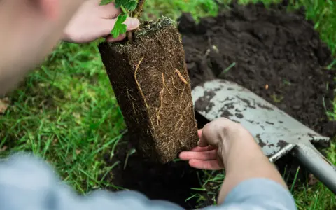 Sadzenie agrestu: ręce trzymają bryłę korzeniową młodej rośliny, gotową do umieszczenia w ziemi. Idealny czas na sadzenie agrestu to wiosna lub jesień.