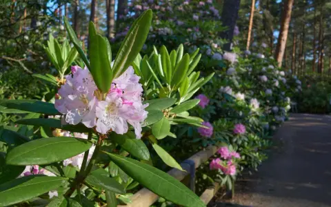 Delikatne różowe kwiaty rododendrona na tle lasu. Zastanawiasz się, co posadzić obok rododendrona? Warto wybrać rośliny o podobnych wymaganiach glebowych i świetlnych.