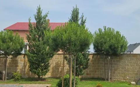 Kilka młodych drzewek piniowych rośnie przed kamiennym murem.