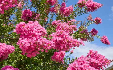 Krzew lagerstroemia w pełnym rozkwicie, z bujnymi, różowymi kwiatostanami na tle błękitnego nieba.