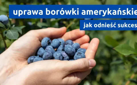 Dłonie pełne borówek amerykańskich, symbol udanej uprawy. Jak osiągnąć sukces w ich hodowli?