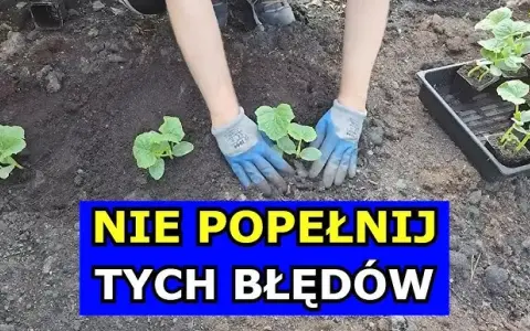 Jak uprawiać ogórki w gruncie – unikaj najczęstszych błędów i chorób