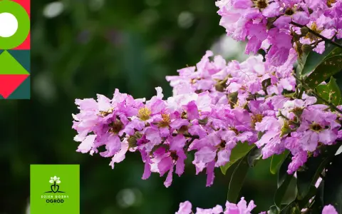Lagerstroemia indyjska, znana jako najdłużej kwitnący krzew, zachwyca fioletowymi kwiatami.