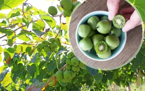 Kiwi drzewo obfituje w małe, zielone owoce. W miseczce widać zebrane kiwi, jedno przekrojone ukazuje czerwone nasionka.