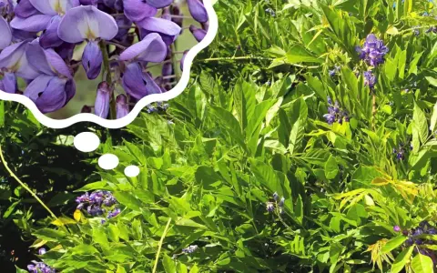 Piękne, fioletowe kwiaty wisterii w chmurce myśli, przypominają o tym, kiedy kwitnie wisteria.
