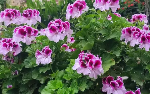 Kwitnące pelargonie, które wyglądają jakby były odżywione domowym nawozem.