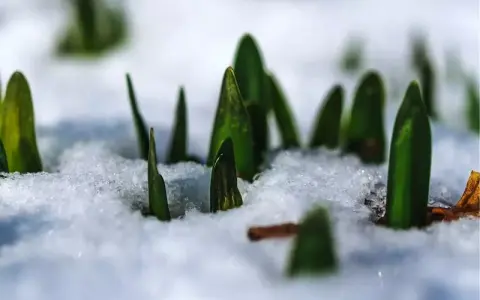 Zielone pędy przebijają się przez śnieg, zapowiadając wiosnę po zimowaniu. Lewizja zimowanie.