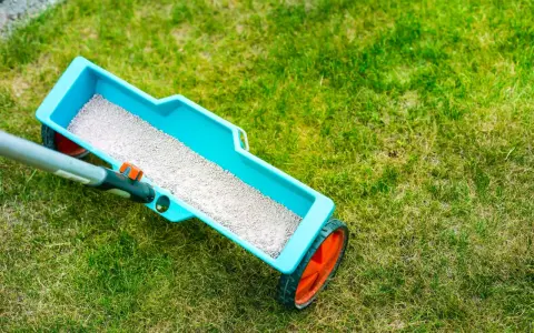 Jaki nawóz na trawnik jesienią, aby uniknąć zimowych problemów?