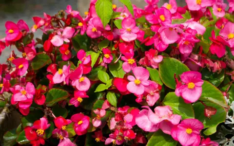 Kaskada różowych kwiatów begonia solenia, z błyszczącymi liśćmi i żółtymi środkami, tworzy barwny kobierzec.