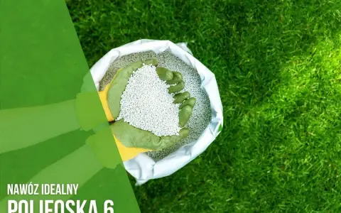 Ręce w rękawiczkach trzymają nawóz Polifoska 6. Idealny do pielęgnacji trawnika, zapewni mu bujny wzrost.