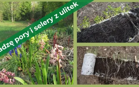 Kiedy sadzić pory i selery do gruntu, aby uniknąć problemów z plonami