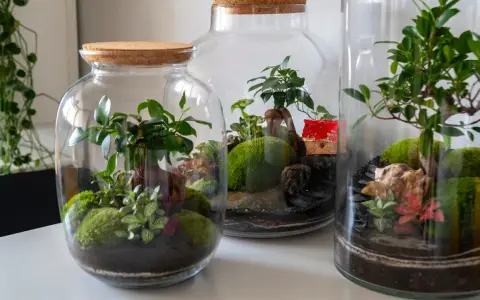 Miniaturowe ogrody w słoiku: bujna zieleń, mech i kamienie tworzą magiczny świat zamknięty w szkle.