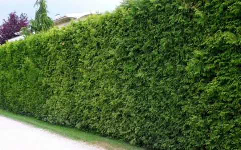 Gęsty, zielony żywopłot z tuj tworzy naturalną barierę.