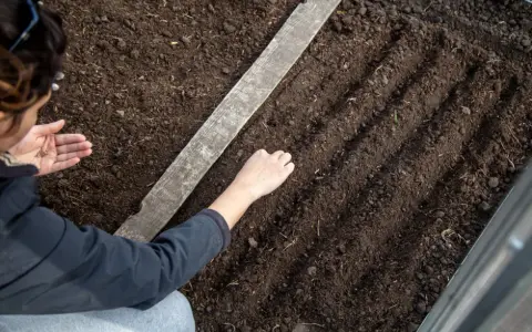 Kiedy siać marchew do gruntu, aby uniknąć nieudanych zbiorów