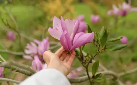 Delikatna dłoń dotyka różowej magnolii. Wiosna to idealny czas, kiedy sadzić magnolie, by cieszyć się ich pięknem.