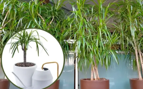 Dracena potrzebuje regularnego podlewania. Na zdjęciu widać, jak dbać o tę roślinę, by pięknie rosła.