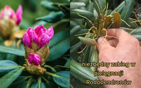 Dwa ujęcia rododendronu: jeden z pąkami różowych kwiatów, drugi z uschniętymi kwiatostanami, sugerujący, że rododendron nie kwitnie.