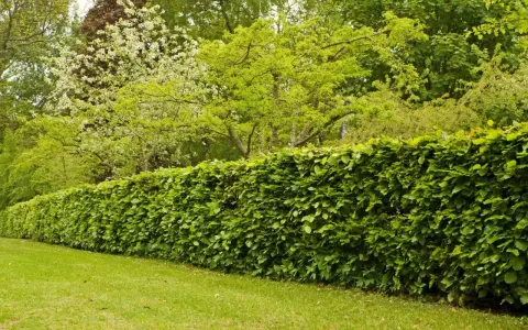 Gęsty, zielony żywopłot z buka tworzy naturalną barierę dla kwitnących drzew i bujnej zieleni w ogrodzie.