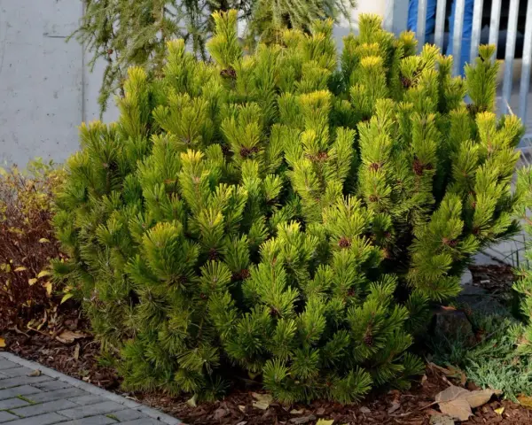 Gęsty krzew sosny odmiany Pinus mugo 'Mops' z licznymi szyszkami, otoczony korą i kamieniami.
