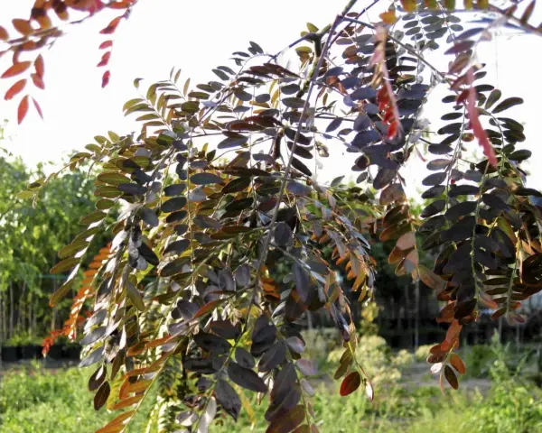 Gałęzie gleditsia triacanthos z ciemnymi liśćmi, niektóre z czerwonymi przebarwieniami, na tle jasnego nieba i zieleni.