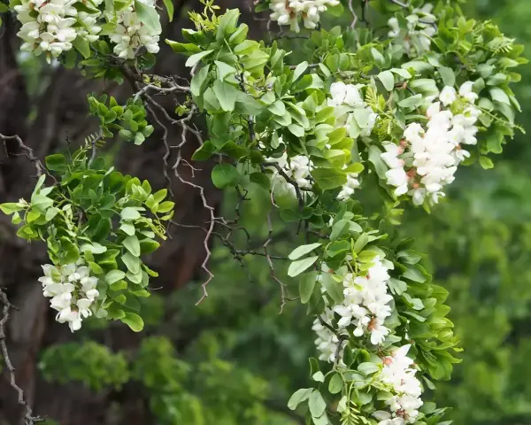 Gałęzie robinia biała obsypane białymi kwiatami i zielonymi liśćmi.