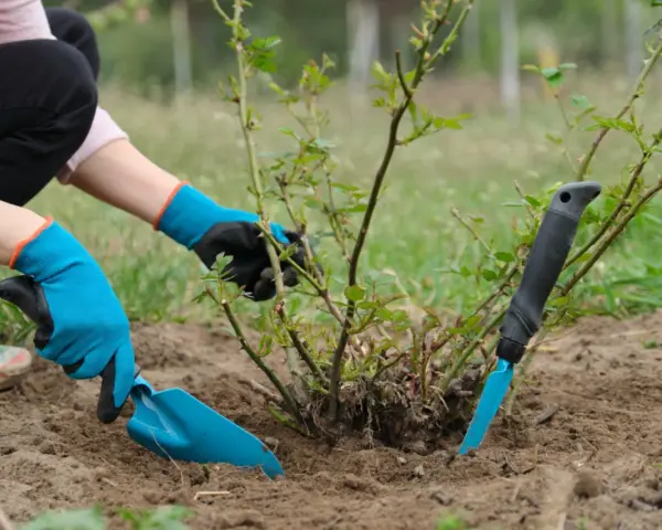 Ręce w niebieskich rękawiczkach wykonują przesadzanie róż. Jedna ręka trzyma łopatkę, druga delikatnie przytrzymuje krzew.