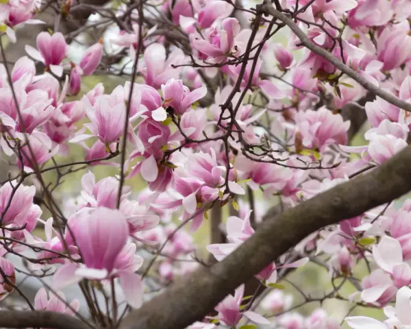 Kwiaty magnolii przed domem, delikatne płatki w odcieniach różu i bieli tworzą wiosenną dekorację.