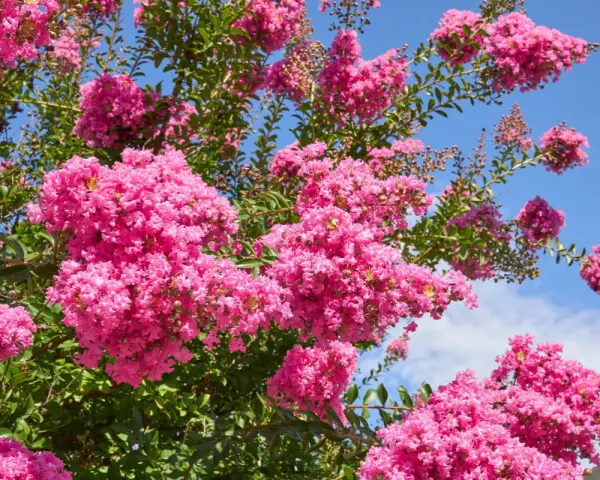 Krzew lagerstroemia w pełnym rozkwicie, z bujnymi, różowymi kwiatostanami na tle błękitnego nieba.