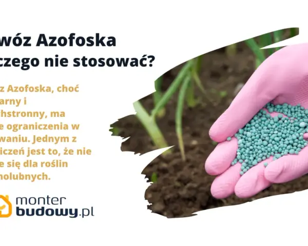 Różowa rękawica trzyma nawóz Azofoska. Dowiedz się, do czego nie stosować tego popularnego nawozu, zwłaszcza przy roślinach kwasolubnych.