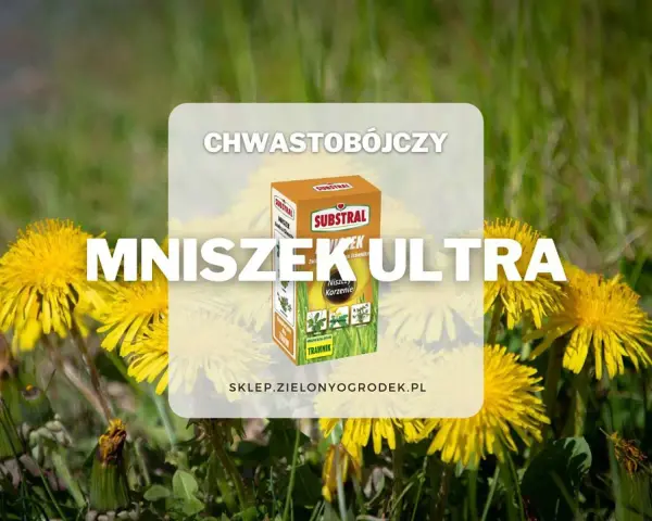 Mniszek Ultra – chwastobójczy środek do trawnika, który skutecznie zwalcza mniszki i inne chwasty, przywracając piękno Twojego ogrodu.