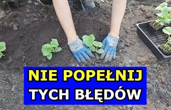 Jak uprawiać ogórki w gruncie – unikaj najczęstszych błędów i chorób