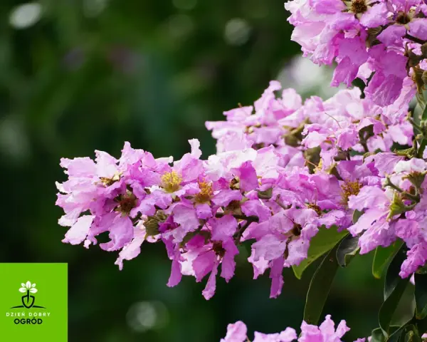 Lagerstroemia indyjska, znana jako najdłużej kwitnący krzew, zachwyca fioletowymi kwiatami.